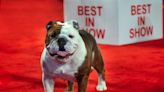 Star the Bulldog Wins Best in Show at the 2022 AKC National Championship