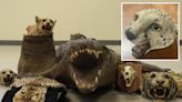 Probable claws! Brooklynite busted selling cougar head, other exotic animal parts