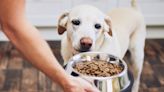 7 best foods for dogs with allergies