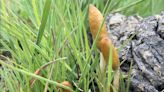 New Species of Magic Mushrooms Discovered in Africa Are Unknown to Science