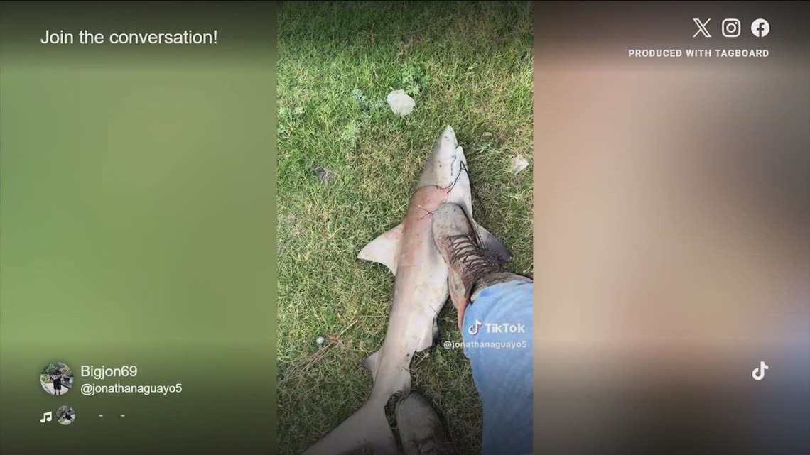 Viral video of shark caught in Guadalupe River leads to response from city of New Braunfels
