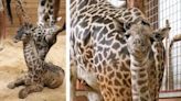 It’s a boy! Franklin Park Zoo welcomes Masai giraffe calf