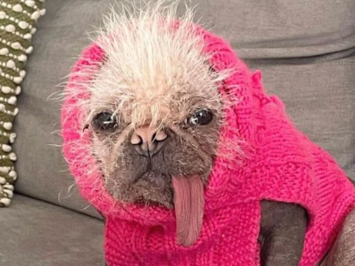 Britain's ugliest dog lands coveted Hollywood movie gig as Ryan Reynolds' pal