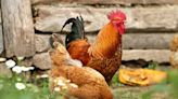 Flock of noisy feral chickens keeps village residents up at night