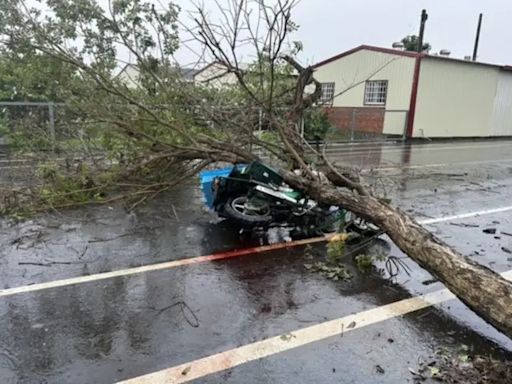 今日第2起！彰化大雨路樹倒塌 郵差冒雨送信遭重砸身亡