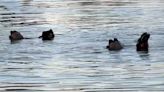 Acrobatic hippo prompts laughter, comparison to synchronized swimmers