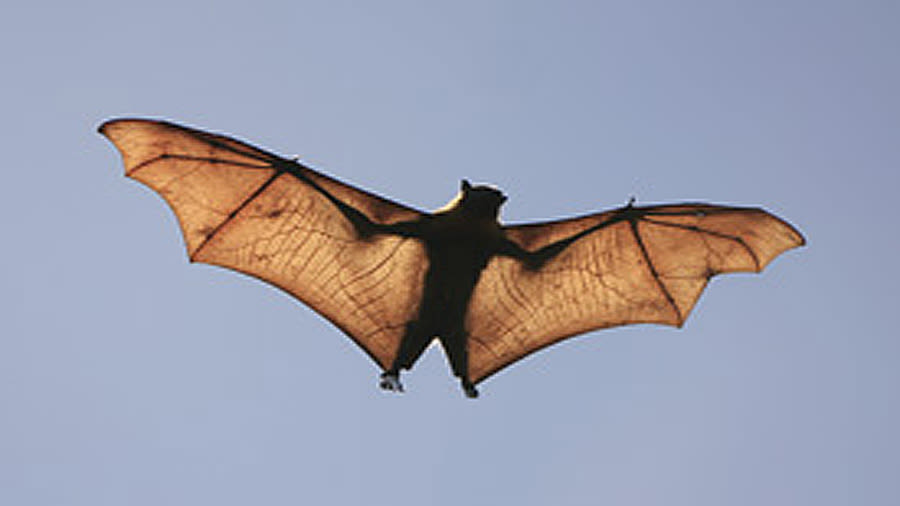 Utah confirms first rabid bat of the season, how to avoid rabies