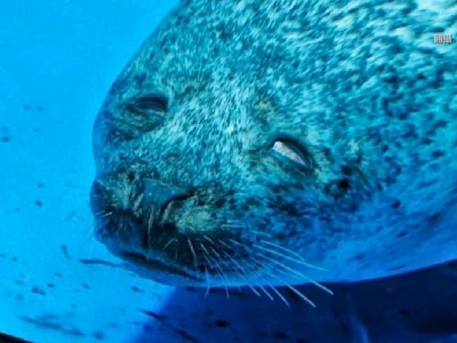 水族館又炎上！遊客稱海豹翻白眼 專家揭「不小心瞇眼」