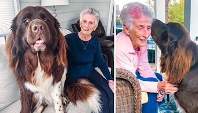 紐芬蘭犬愛94歲奶奶 每天都在門廊等著見她