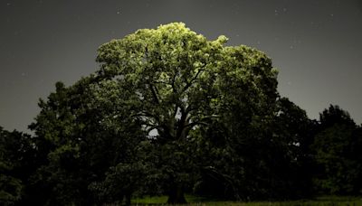 Illinois trees and plants suffering widespread damage from renewed use of decades-old weedkillers on farms, studies show