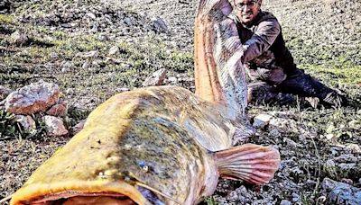 Un siluro de 2,5 metros, pescado en el pantano de Iznájar