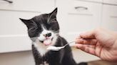 We Know They Love It, But Can Cats Eat Yogurt?