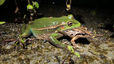 'It's risky for male frogs out there': Female frog drags and attempts to eat screaming male
