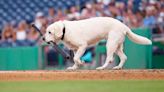 La mascota de un equipo de beisbol que se jubiló a los 13 años y emocionó a las redes con su retiro