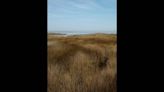 Wild horse family reveals adorable new member on Outer Banks beach. See the photo