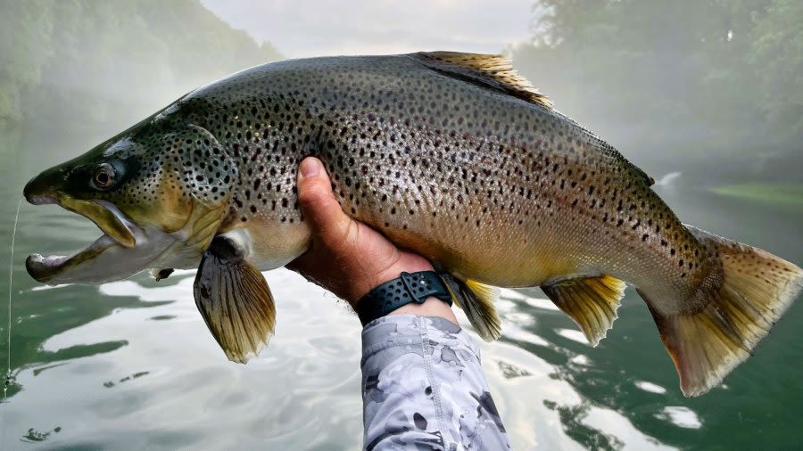 Arkansas angler double snags trophy fish in Greers Ferry Lake