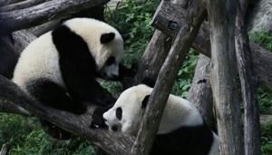 Panda diplomacy is back: China sending two bears to Washington | FOX 28 Spokane