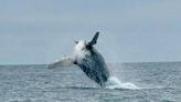 'Amazing to see them back' - Incredible footage shows humpback whale in Kerry