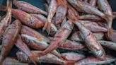 Bruselas destaca que las poblaciones de peces en el Mediterráneo occidental se recuperan