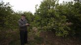 Roban 10.000 kilos de naranja en un huerto de la reserva