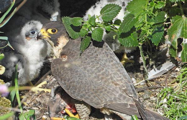 Watch peregrine falcons nesting on Alcatraz Island live with this amazing NPS webcam feed