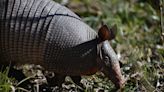 Audubon Zoo Welcomes Birth of First Hairy Armadillos Born in U.S. Since 2018