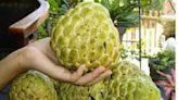 El poderoso fruto tropical considerado “oro blanco” por sus propiedades y múltiples beneficios para la salud
