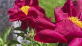 Historic peony garden in bloom at University of Michigan's campus in Ann Arbor. How to plan your visit