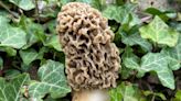 Searching for morel mushrooms in Michigan? DNR can help