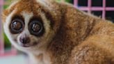 Smithsonian National Zoo Welcomes 2 Endangered Slow Lorises