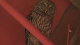 Owl that fell down chimney forces college library to shut down for nearly a week