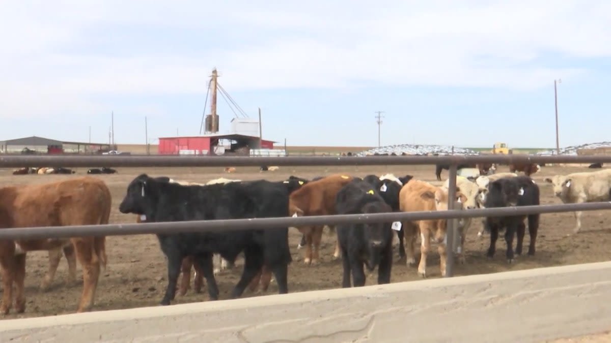 Some fear more than 12,000 cattle deaths in the Panhandle wildfires could lead to rising beef prices