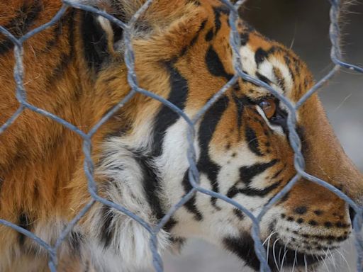 Se demoran los permisos para el traslado de una tigresa y los dos elefantes del Ecoparque | Sociedad