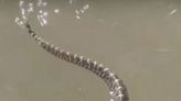 Rattlesnake Gives 2 Friends Nightmare Fuel After They Catch Reptile Swimming Toward Them