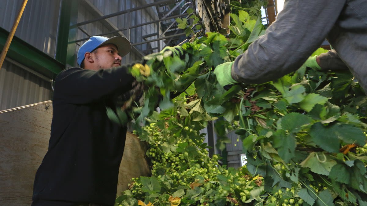 Oregon hop acreage dwindles as beer sales fizzle - Portland Business Journal