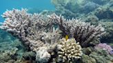 New study surfaces hope for coral reef recovery efforts: 'This is a really encouraging discovery'