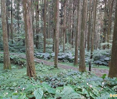 溪頭自然教育園區星空季晚會 明下午5點免費入園