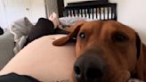 Dog Feels Baby Kicks For The First Time And Cries