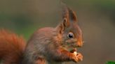 Grey squirrel may have taken train to home of reds