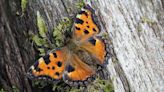 'Extinct' butterfly now breeding in Kent
