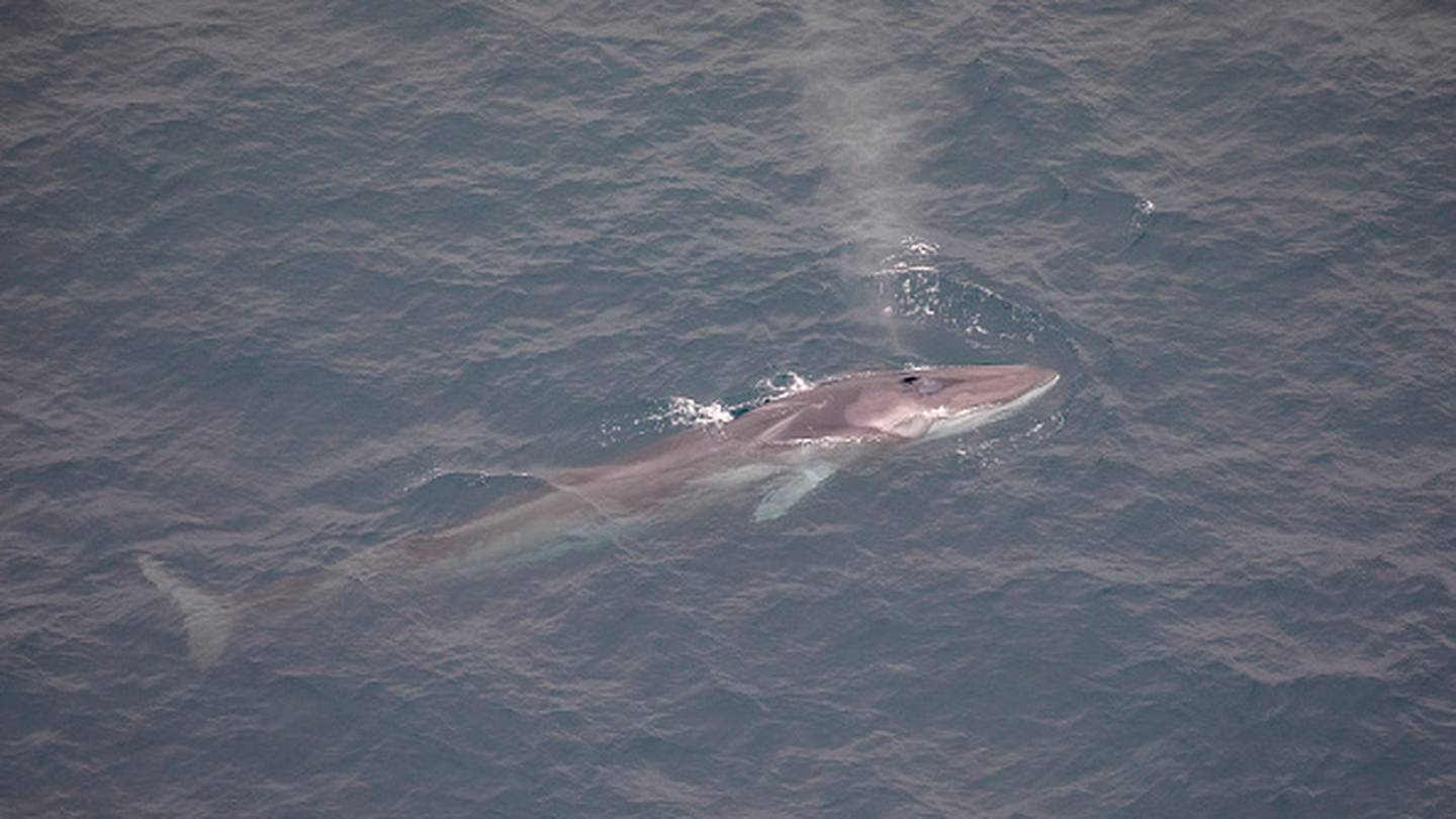 44-foot whale found dead on bow of cruise ship as it came into New York