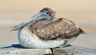 Santa Barbara Wildlife Care Networks prepares for Wild Talks amid incoming sickened pelicans