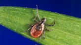 Getting eaten alive in Kentucky? Here’s how to distinguish bites from 4 common pests