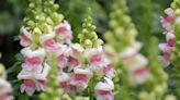 How To Grow And Care For Snapdragons