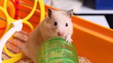 Woman's 'Mansion' for Her Hamster Must Be Seen to Be Believed