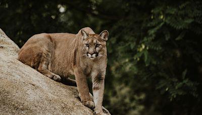 Traqué par un puma et complètement perdu, il erre 10 jours dans la forêt avant qu’un miracle ne se produise