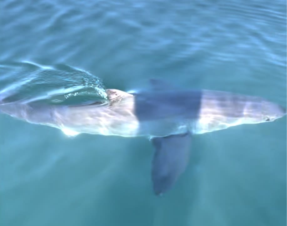 Shark spotted near Scarborough, Cape Elizabeth was a great white