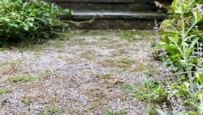 Remove weeds from gravel with expert’s best home remedy - not like vinegar