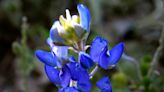 Show us your bloomers! ARN looking for 2024 wildflower photos