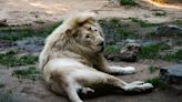 Zoo Atlanta Announces Temporary Early Closures Due To Extreme Heat